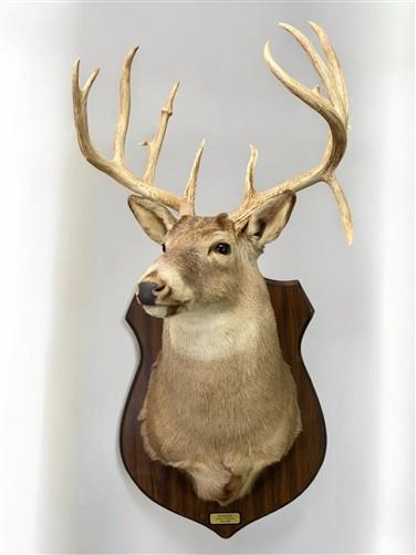 13 Point Drop Tine Antler, Whitetail Deer, Buck Shoulder Mount, Wall Taxidermy